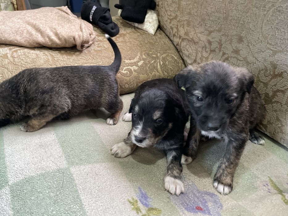 Шенки , злые 4 девочки 3 мальчика