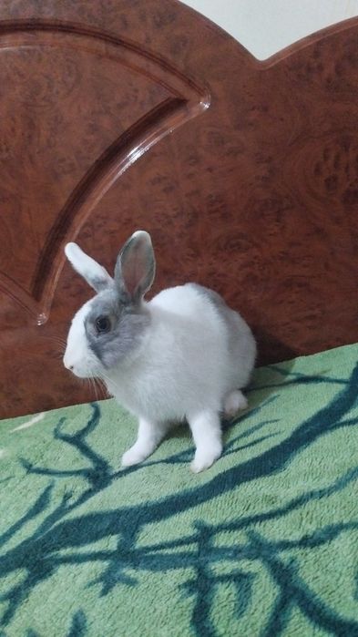 Отдам кролика с вальером