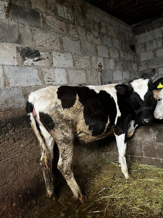 Продам, Сатам  2 бұзау сатылады