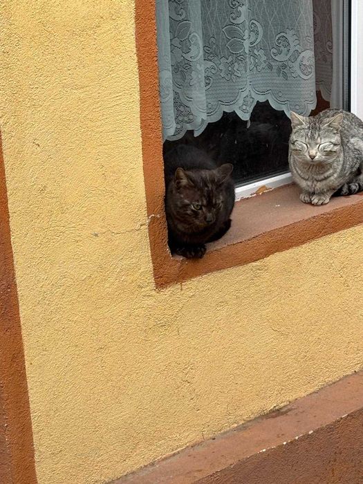 De Vanzare Casă Bătrânească, teren aproximativ 2000m