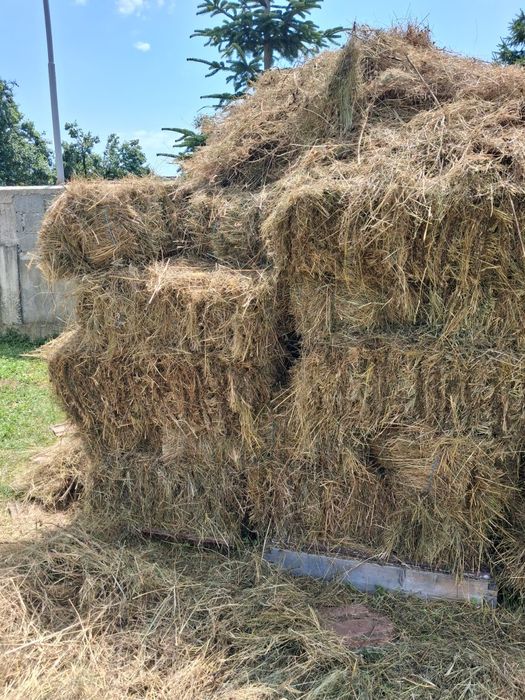 Baloți lucernă și fân