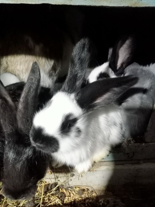 Продам крольчат .