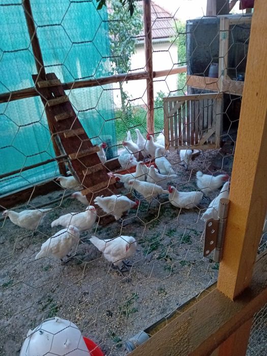 Ouă pentru incubator La bresse