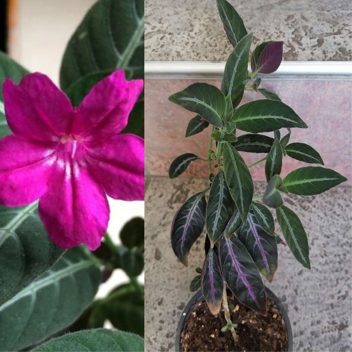 Цветя за продажба