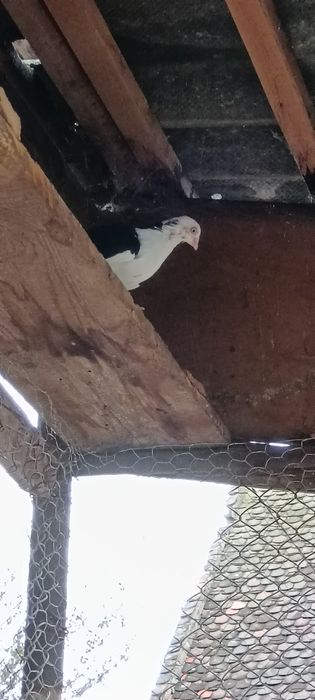 Vând porumbei  voltați și galateni