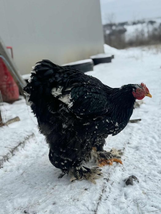 Cocosi cochinchina urias bobat