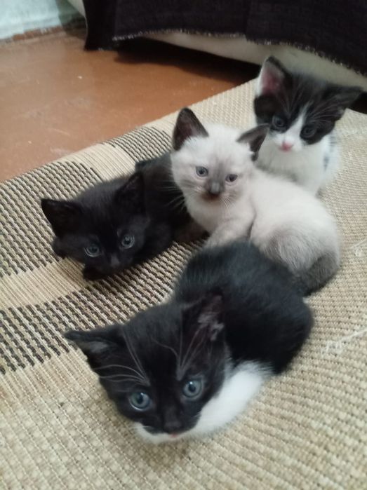 Отдам котят даром