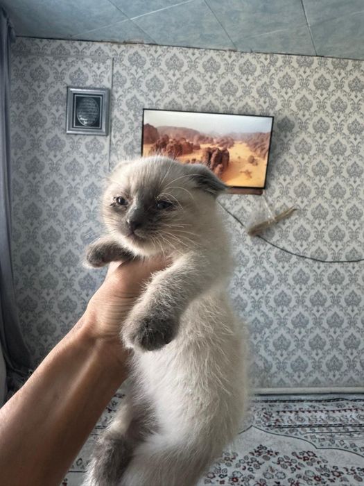 Шотланскый висолухый мысык