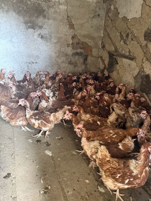 Ломан Браун в наличии