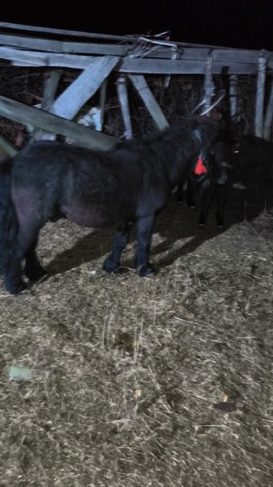 Vând un ponei armăsar