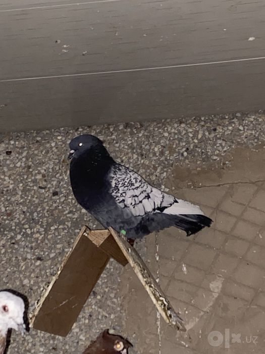 Продаю голубей   Разных видов