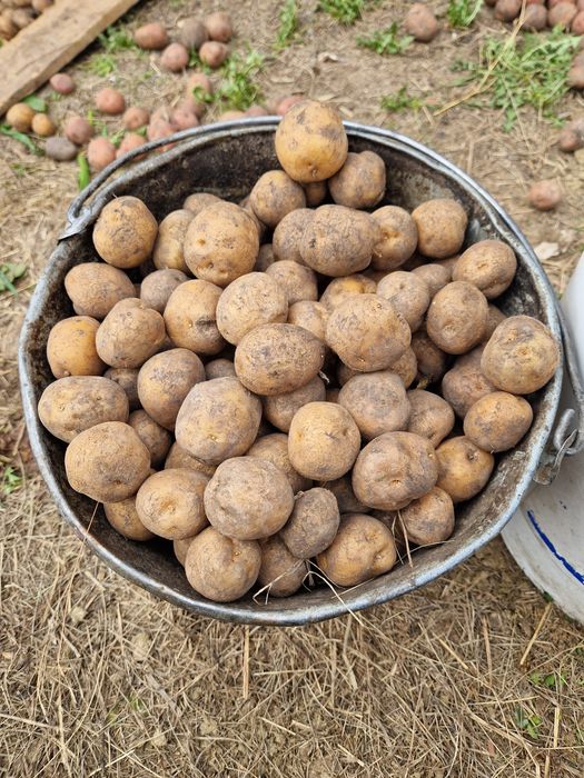 Семенной картофель