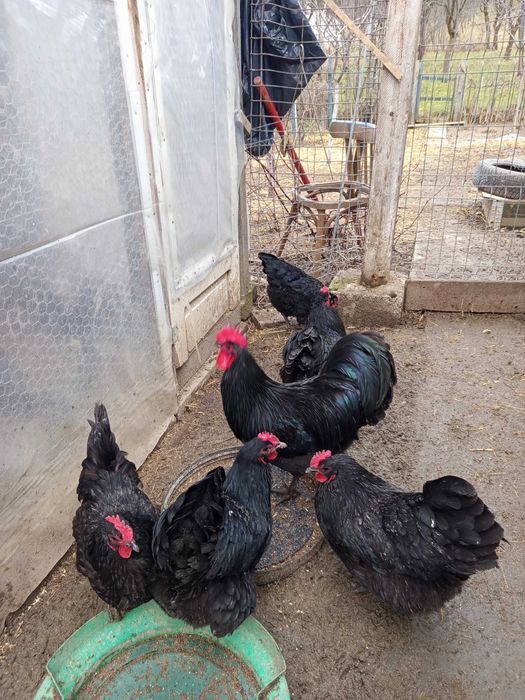 Vând oua pt incubat găini austrolorp albastru,austrolorp negru