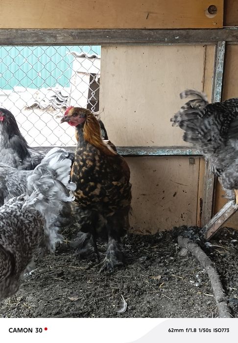 Продам петухов  (кохинхин)