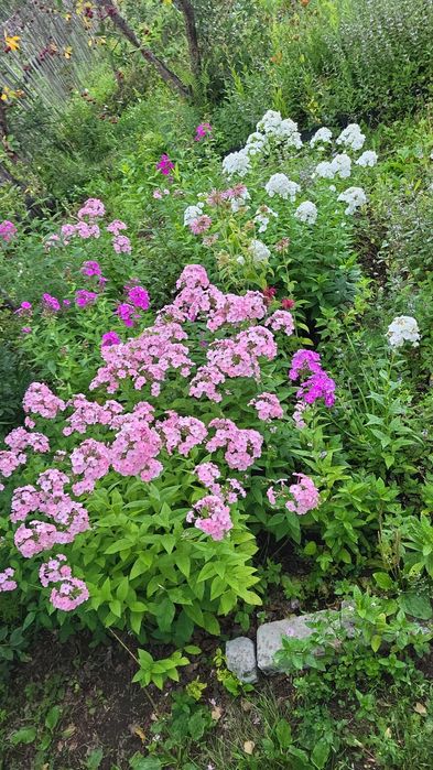 Продам дачу Сад Здоровье