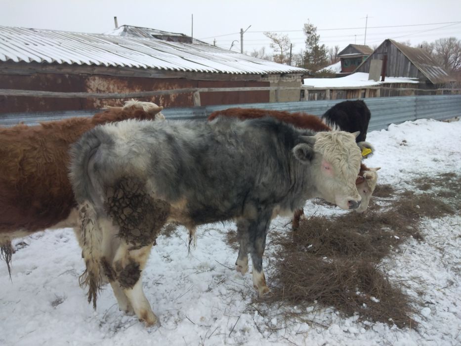 Бычок год и месяц