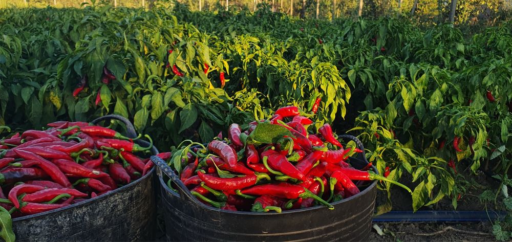 boia de ardei dulce și boia de ardei iute