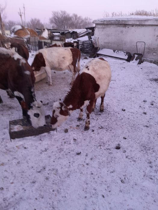 Продам тёлочек от дойных коров.