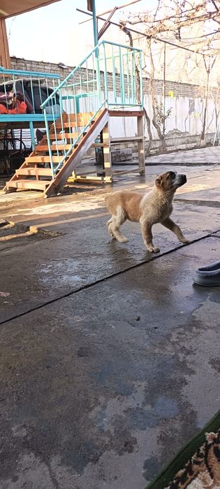 Ит сотилади "АЛАБАЙ"