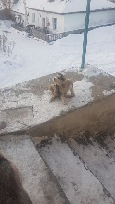 Отдам даром щенка хаски