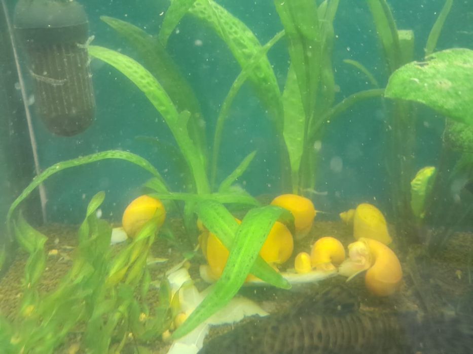 На продажу улитки