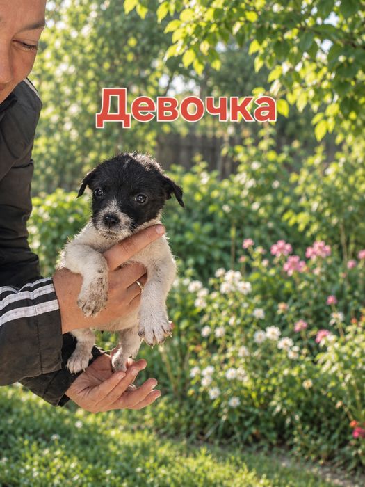 Отдам щенят звоночки