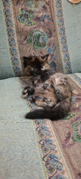 Отдаются котята в добрые руки