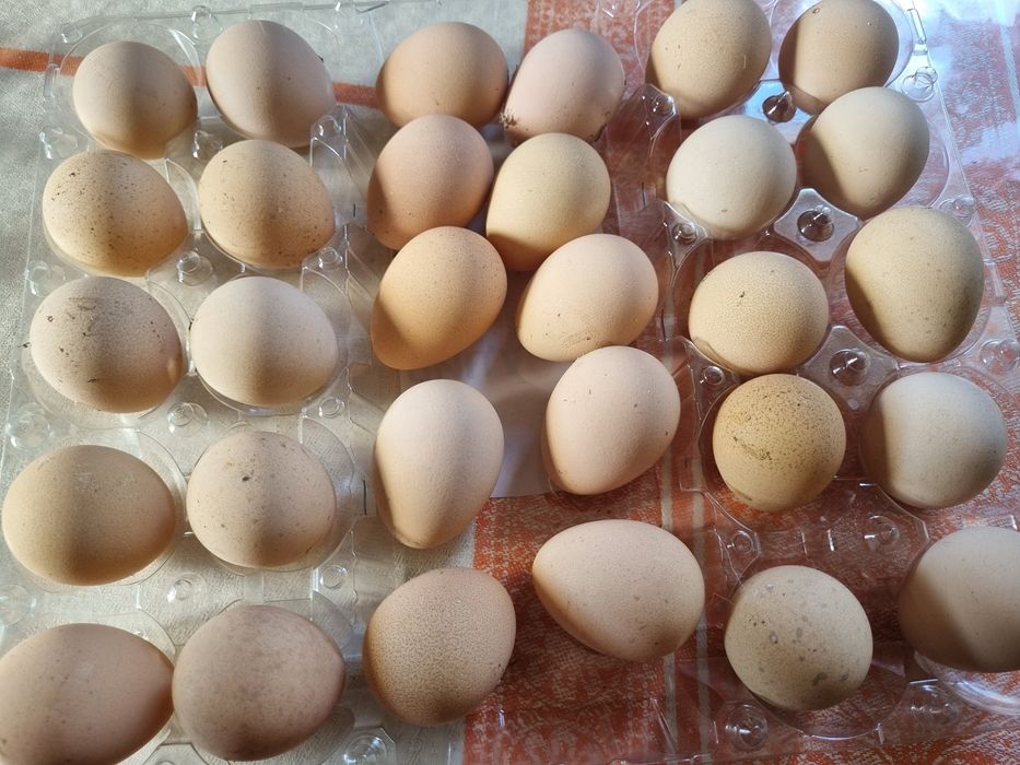 Продам инкубационные яйца