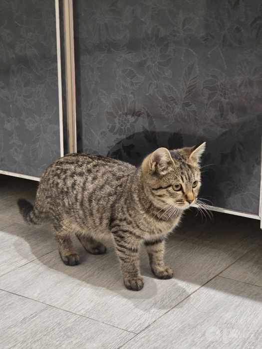 Котёнок бесплатно