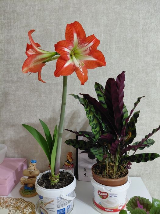 Комнатные растения, разные