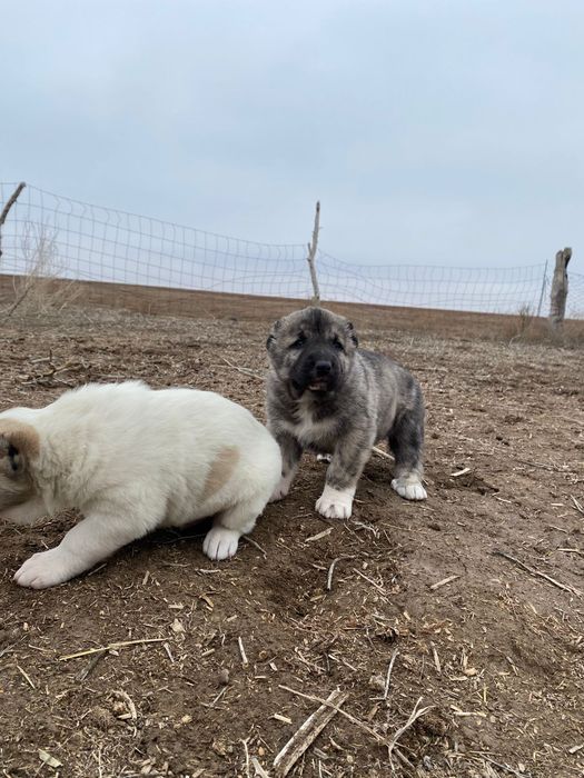 Тобет кушиктер бар