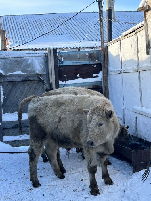 Продам бычков 11 голов