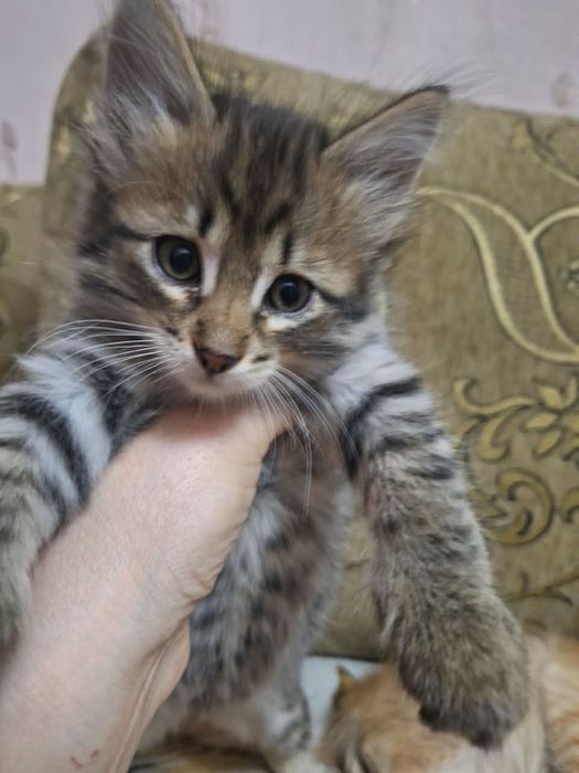 Отдам котят в добрые руки