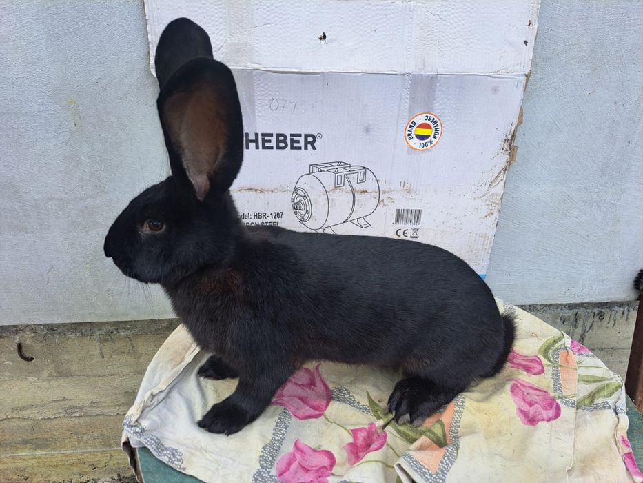 Masculi Fluture Janet!