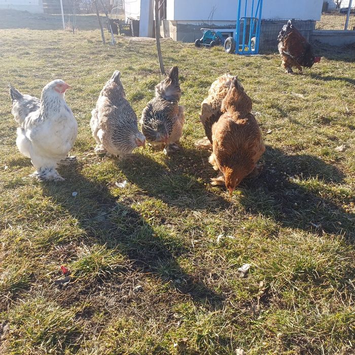 Brahma Oua pentru incubat