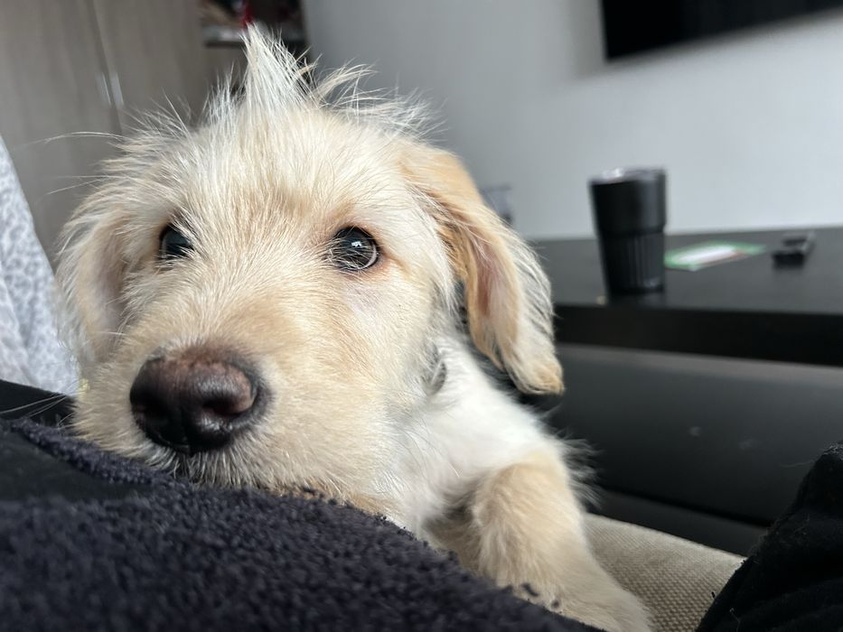 Donez labrador metis  mascul