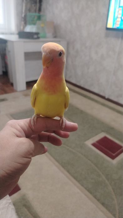 папугай неразлучники