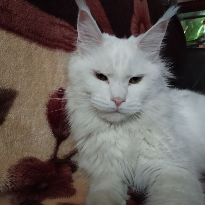 Продам кошку Мейн Кун