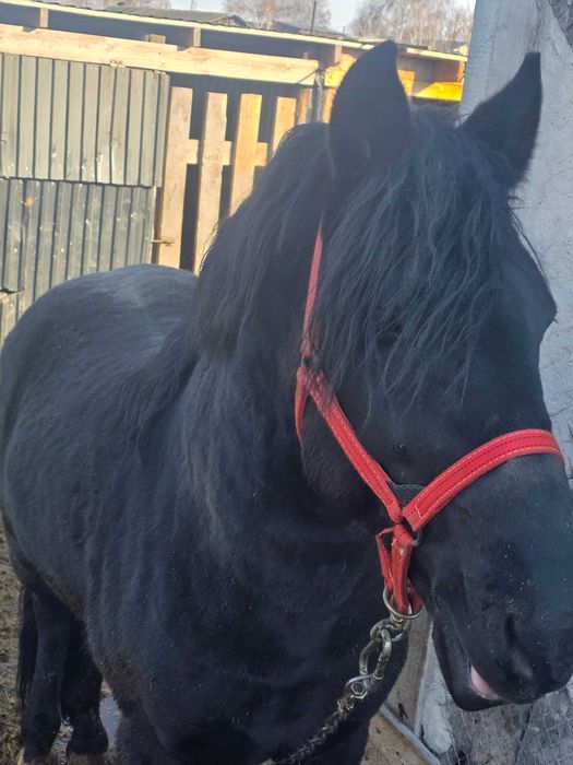 Продаётся жеребец 6 лет!!!