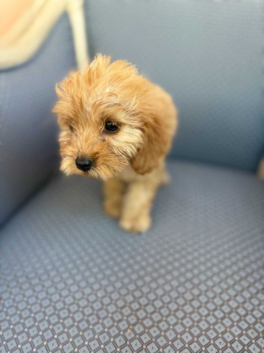 Кученца Кокер/ Лаго