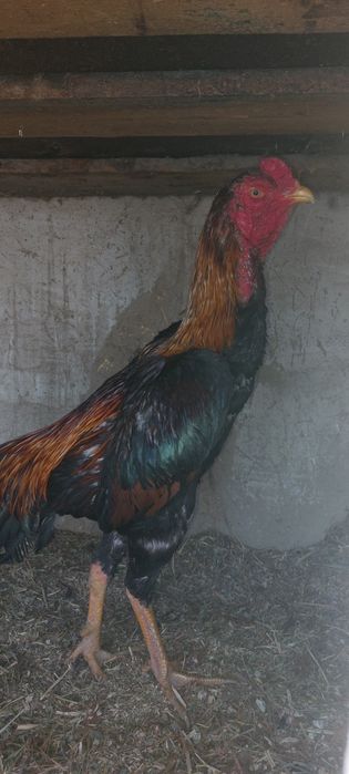 Бойцовые  петушки
