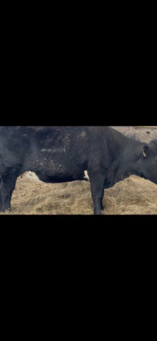 Коровы  ангусы на продажу