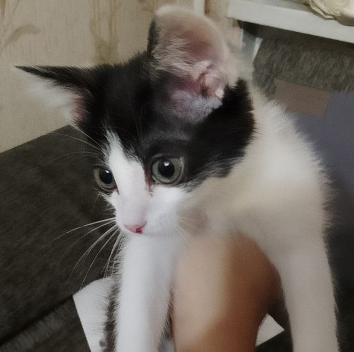 отдам с всеми вещами.