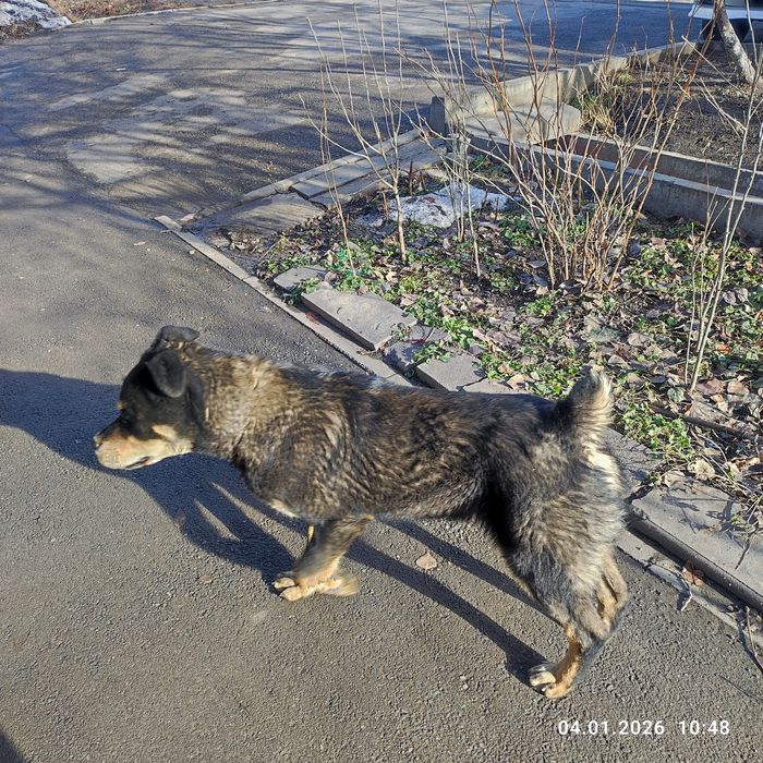 Найдена собака потеряшка