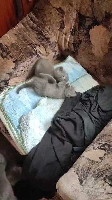 Ищем дом котятам (девочки)!