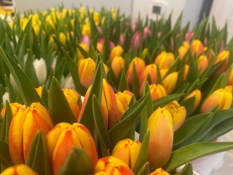 Тюльпаны склад Голландия Беларусь