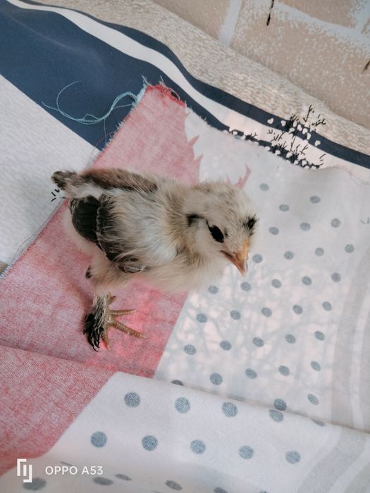 Продам цыплят карлик японский