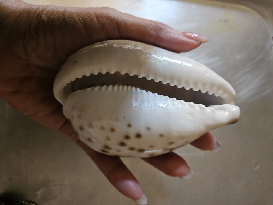 Ракушки с гравировкой