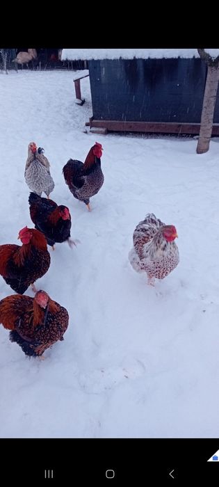 De vânzare cocoși rasa wyandotte