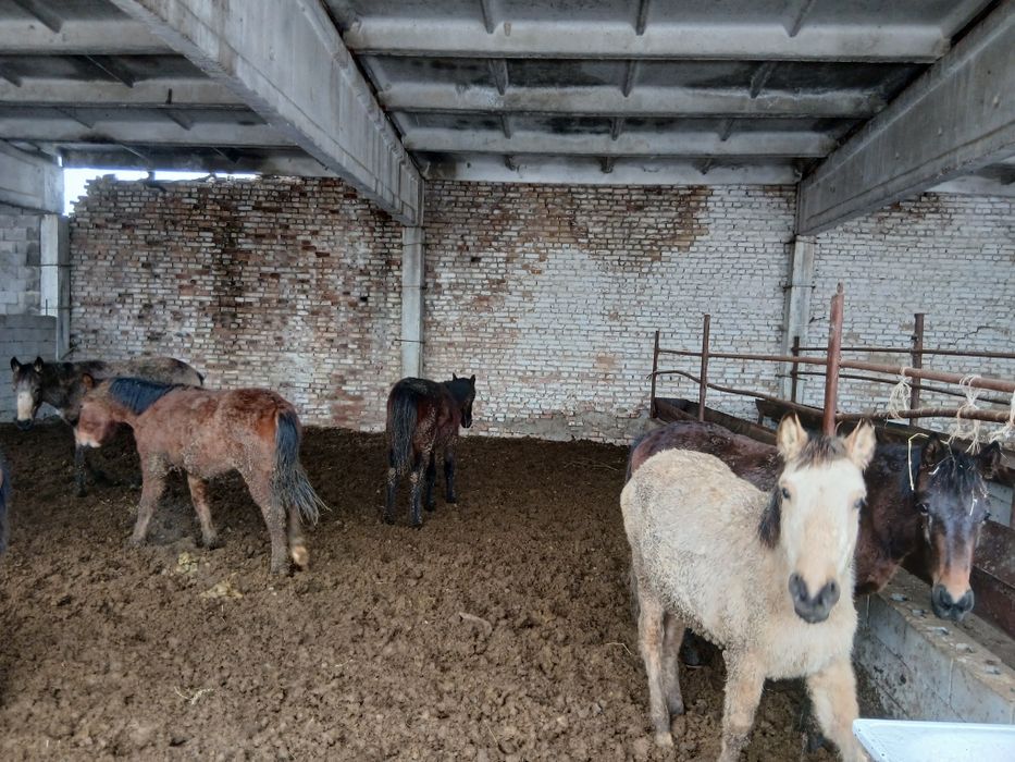 Откормда тұрған 1 жасар жабағылар